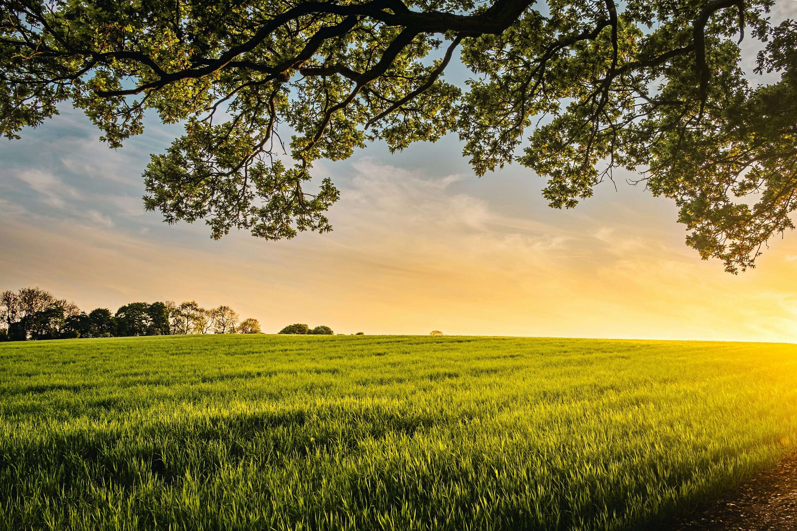 An image of crops growing in a field at sunset.