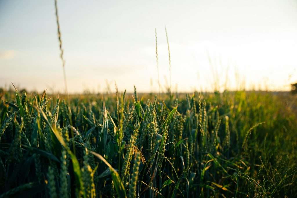 A field of crops being produced for Walmart.