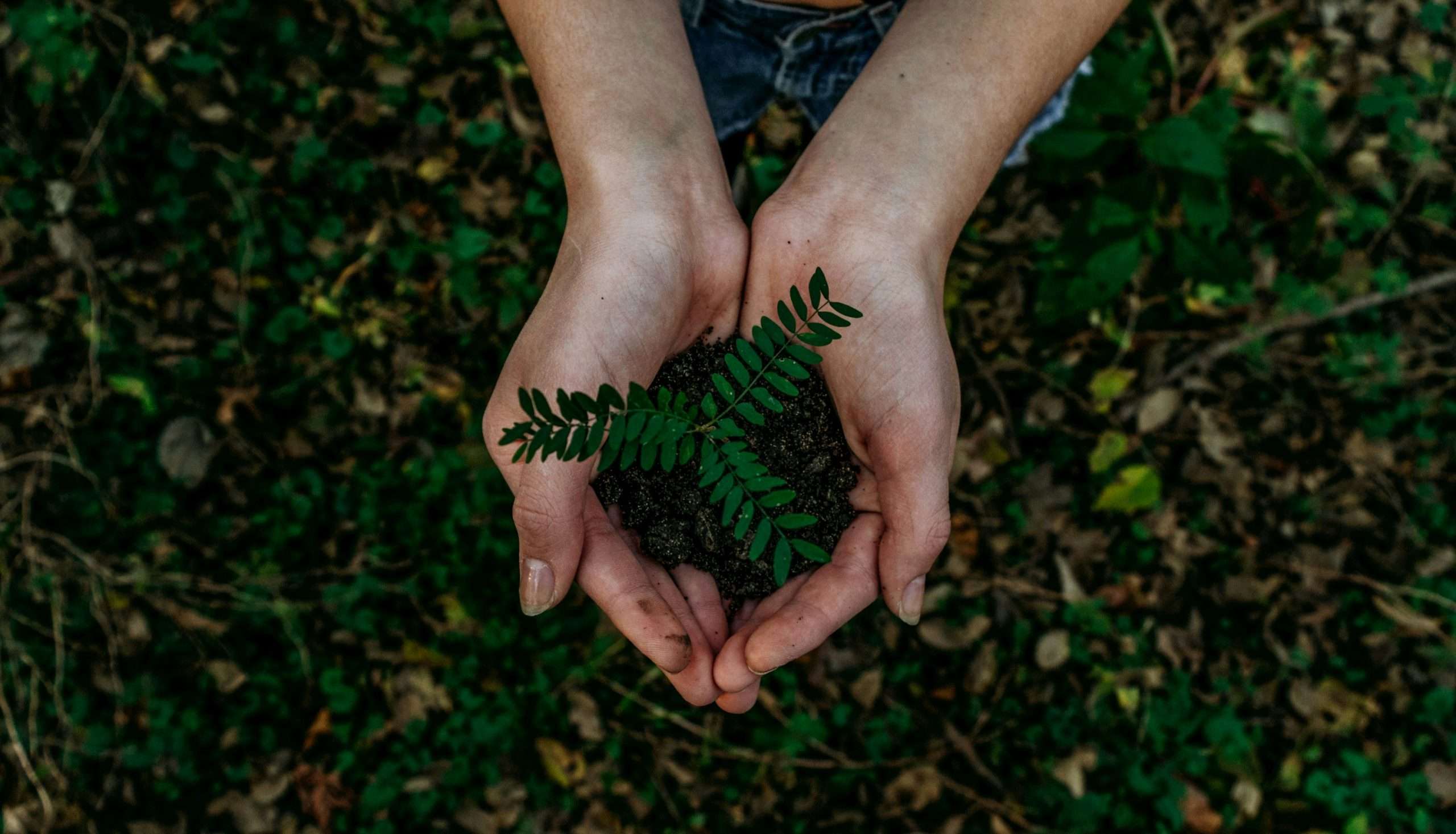 A lady holding some leaves over a grass field.