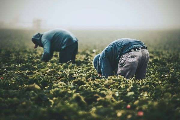 Labourers picking food from a crop field.