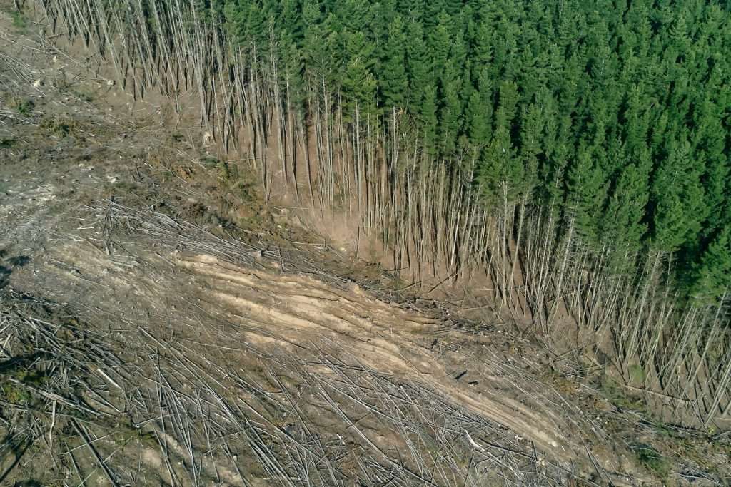 A forest party cleared through deforestation.