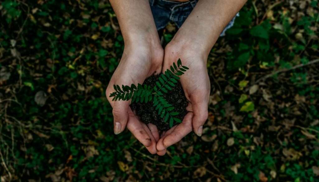 Hands holding leaves representing sustainability. Sustainability software market set to surge, challenging buyers with fragmented offerings and CSRD demands.