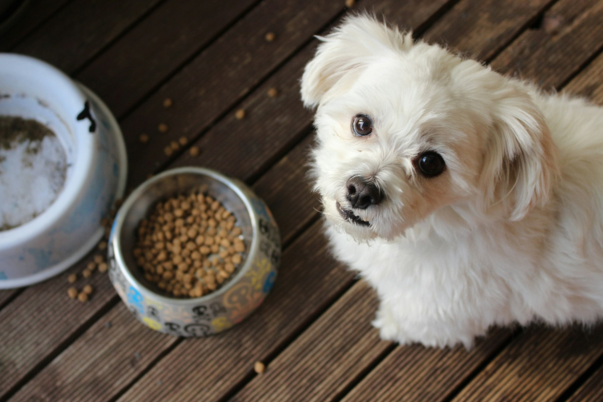 How Chewy’s Supply Chain Strategy is Powering Its Subscription-Driven Growth